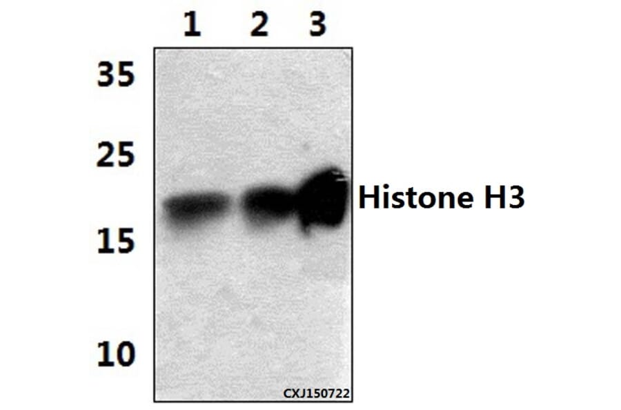Anti-Histone H3 (K4) Antibody from Bioworld Technology (BS1174) - Antibodies.com
