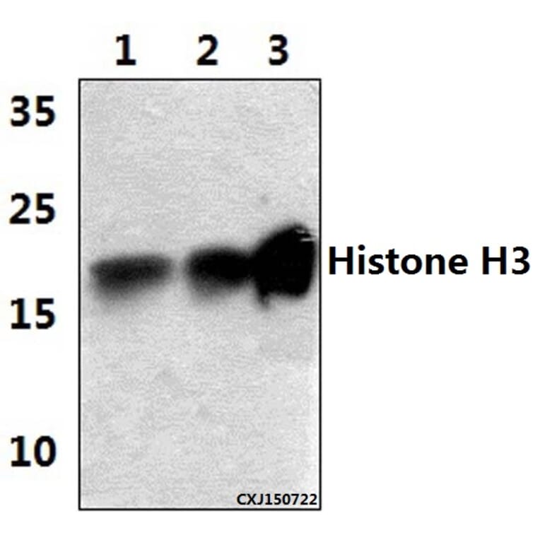 Anti-Histone H3 (K4) Antibody from Bioworld Technology (BS1174) - Antibodies.com