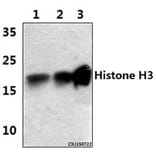 Anti-Histone H3 (K4) Antibody from Bioworld Technology (BS1174) - Antibodies.com