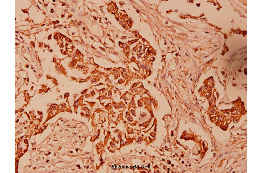 Anti-HSP10 (K80) Antibody from Bioworld Technology (BS1175) - Antibodies.com