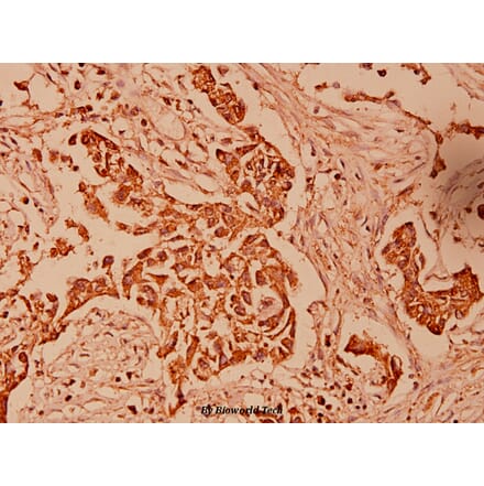 Anti-HSP10 (K80) Antibody from Bioworld Technology (BS1175) - Antibodies.com