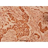 Anti-HSP10 (K80) Antibody from Bioworld Technology (BS1175) - Antibodies.com