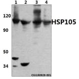 Anti-HSP105 (P819) Antibody from Bioworld Technology (BS1176) - Antibodies.com