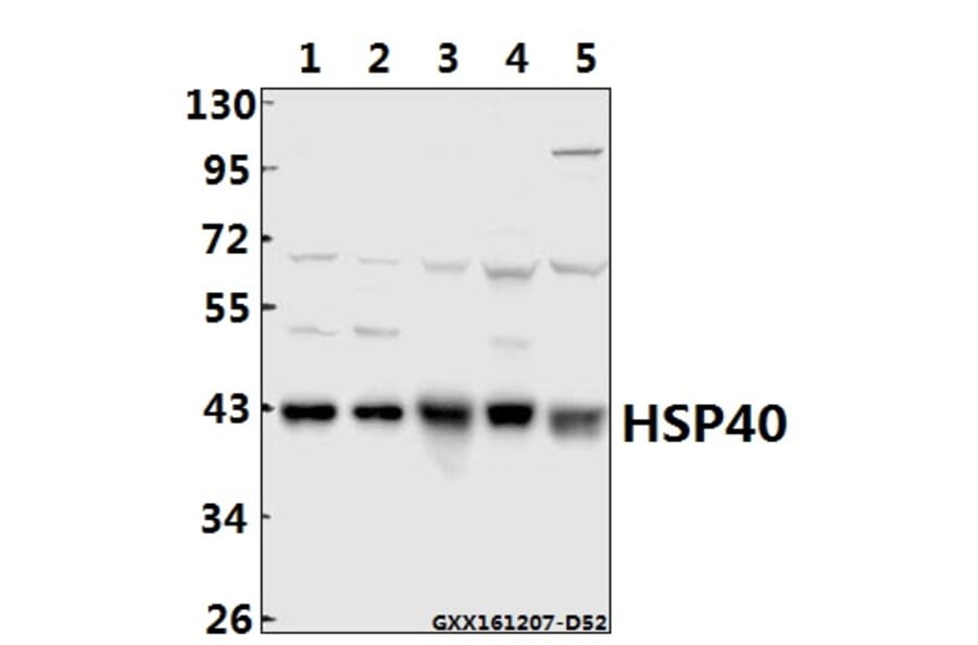 Anti-HSP40 (P303) Antibody from Bioworld Technology (BS1178) - Antibodies.com