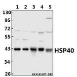 Anti-HSP40 (P303) Antibody from Bioworld Technology (BS1178) - Antibodies.com