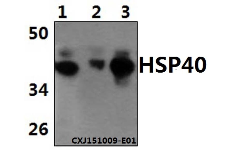 Anti-HSP40 (P303) Antibody from Bioworld Technology (BS1178) - Antibodies.com