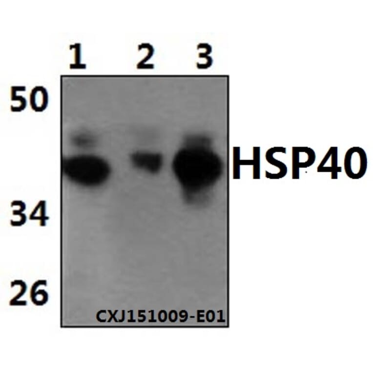 Anti-HSP40 (P303) Antibody from Bioworld Technology (BS1178) - Antibodies.com