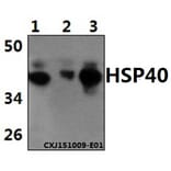 Anti-HSP40 (P303) Antibody from Bioworld Technology (BS1178) - Antibodies.com