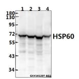 Anti-HSP60 (T547) Antibody from Bioworld Technology (BS1179) - Antibodies.com