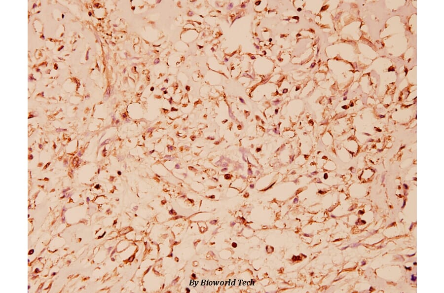 Anti-HSP60 (T547) Antibody from Bioworld Technology (BS1179) - Antibodies.com
