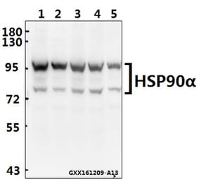 Anti-HSP90α (P717) Antibody from Bioworld Technology (BS1180) - Antibodies.com