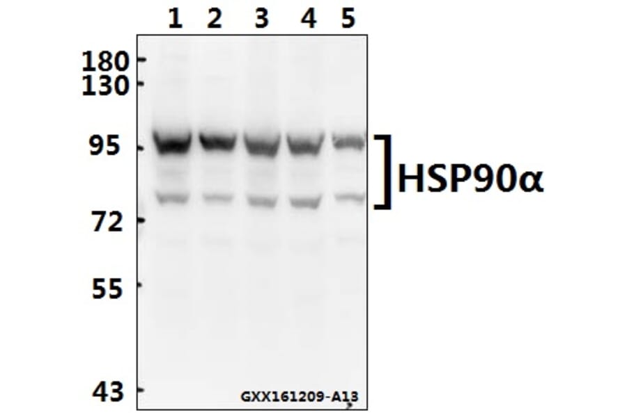 Anti-HSP90α (P717) Antibody from Bioworld Technology (BS1180) - Antibodies.com