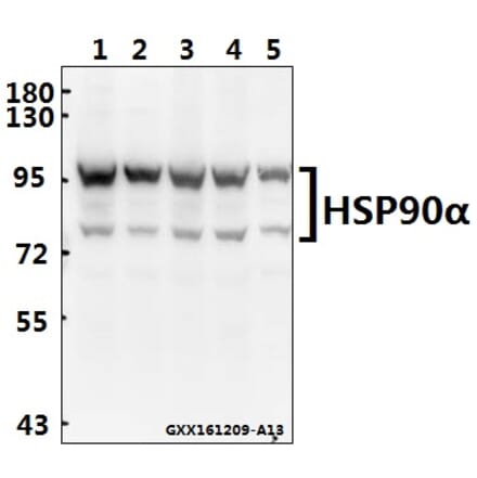 Anti-HSP90α (P717) Antibody from Bioworld Technology (BS1180) - Antibodies.com