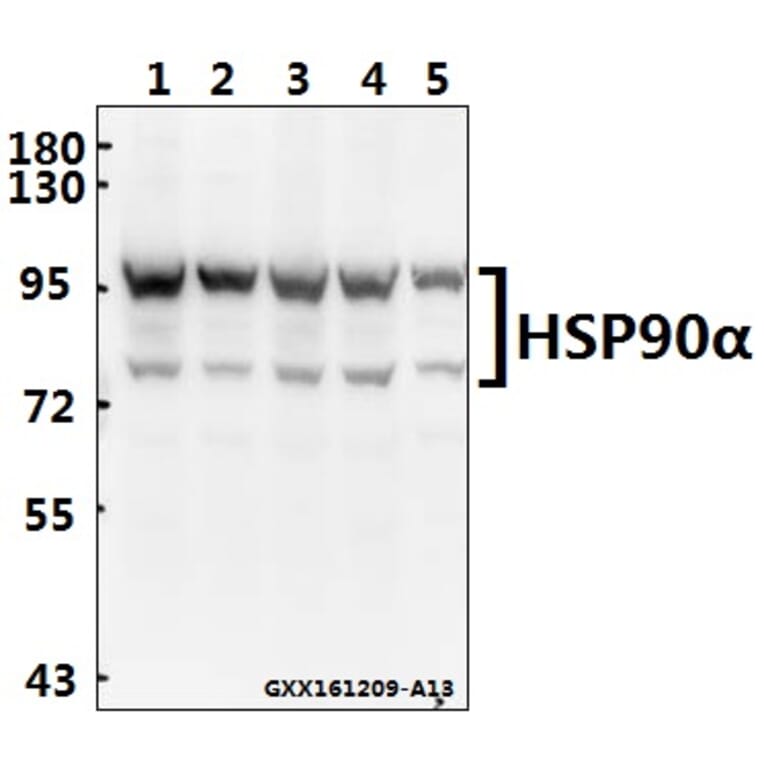 Anti-HSP90α (P717) Antibody from Bioworld Technology (BS1180) - Antibodies.com