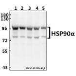 Anti-HSP90α (P717) Antibody from Bioworld Technology (BS1180) - Antibodies.com