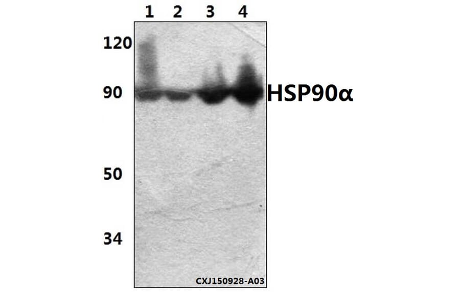 Anti-HSP90α (P717) Antibody from Bioworld Technology (BS1180) - Antibodies.com