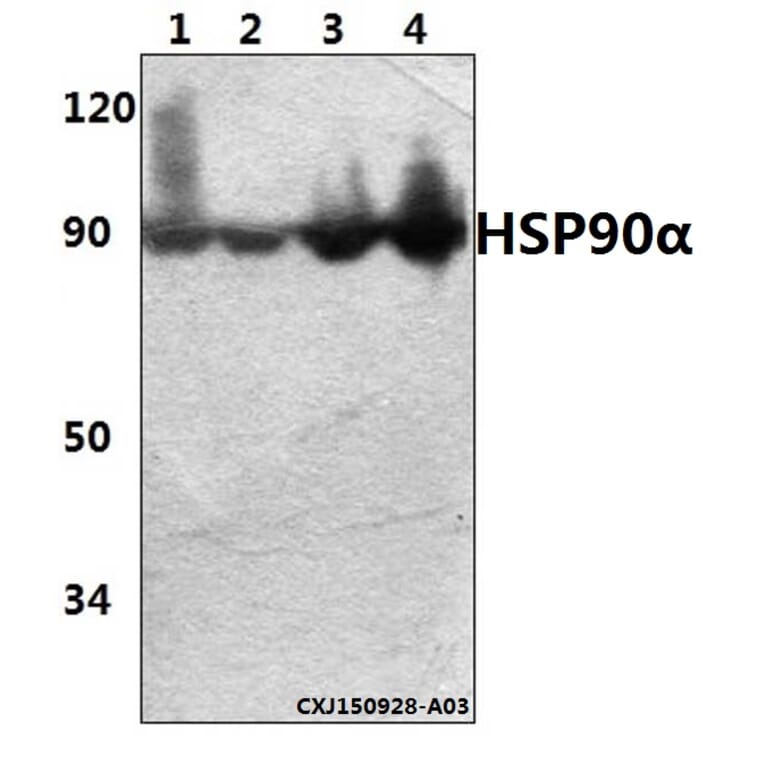 Anti-HSP90α (P717) Antibody from Bioworld Technology (BS1180) - Antibodies.com