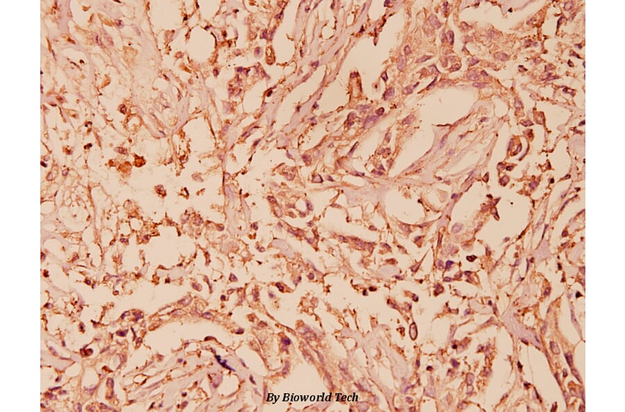 Anti-HSP90α (P717) Antibody from Bioworld Technology (BS1180) - Antibodies.com