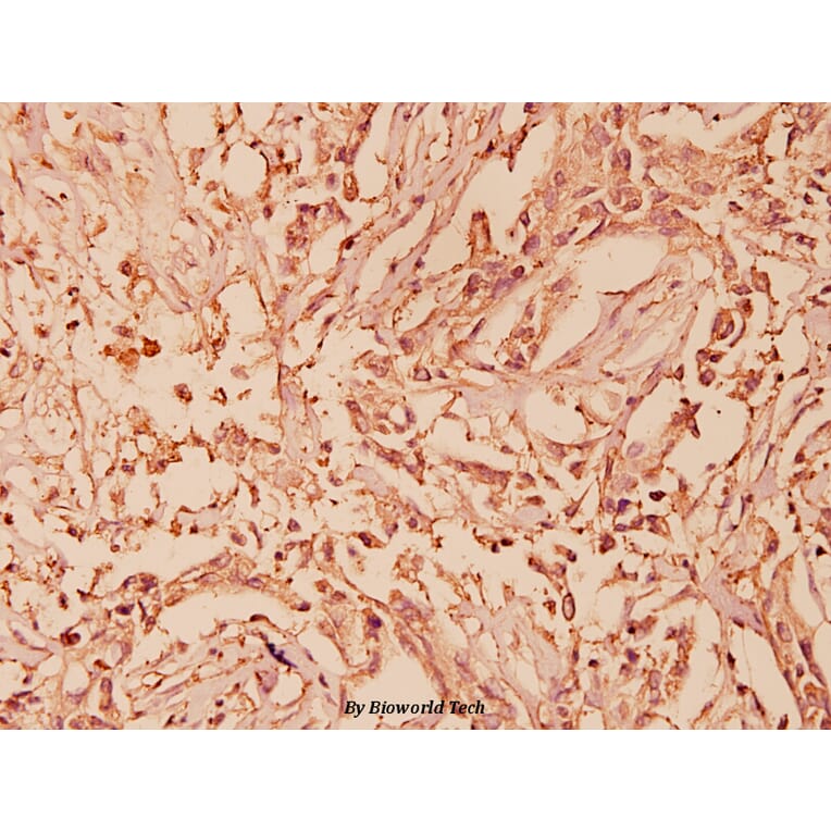 Anti-HSP90α (P717) Antibody from Bioworld Technology (BS1180) - Antibodies.com