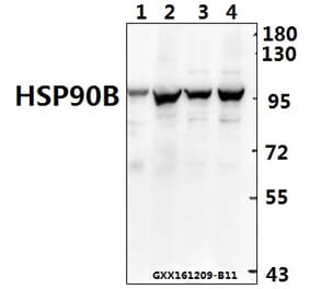 Anti-HSP90B (K248) Antibody from Bioworld Technology (BS1181) - Antibodies.com