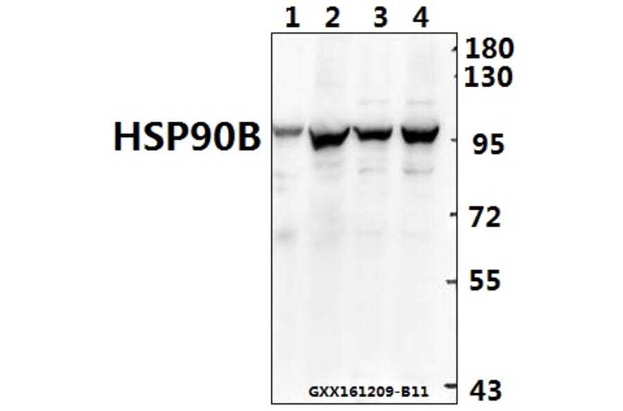 Anti-HSP90B (K248) Antibody from Bioworld Technology (BS1181) - Antibodies.com