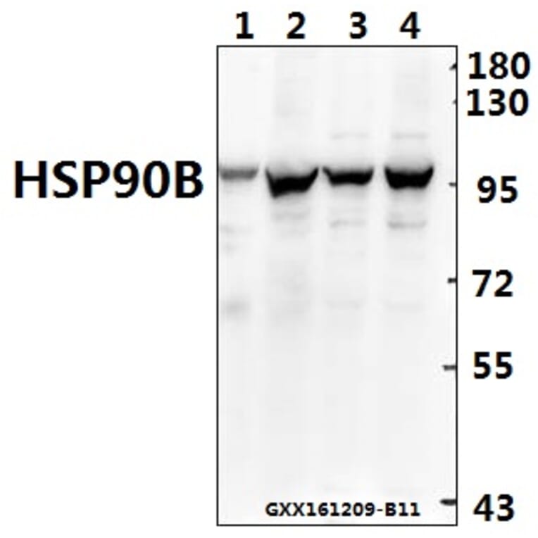 Anti-HSP90B (K248) Antibody from Bioworld Technology (BS1181) - Antibodies.com