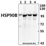 Anti-HSP90B (K248) Antibody from Bioworld Technology (BS1181) - Antibodies.com