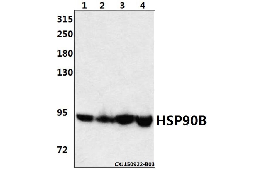 Anti-HSP90B (K248) Antibody from Bioworld Technology (BS1181) - Antibodies.com