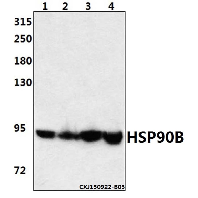 Anti-HSP90B (K248) Antibody from Bioworld Technology (BS1181) - Antibodies.com