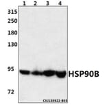 Anti-HSP90B (K248) Antibody from Bioworld Technology (BS1181) - Antibodies.com