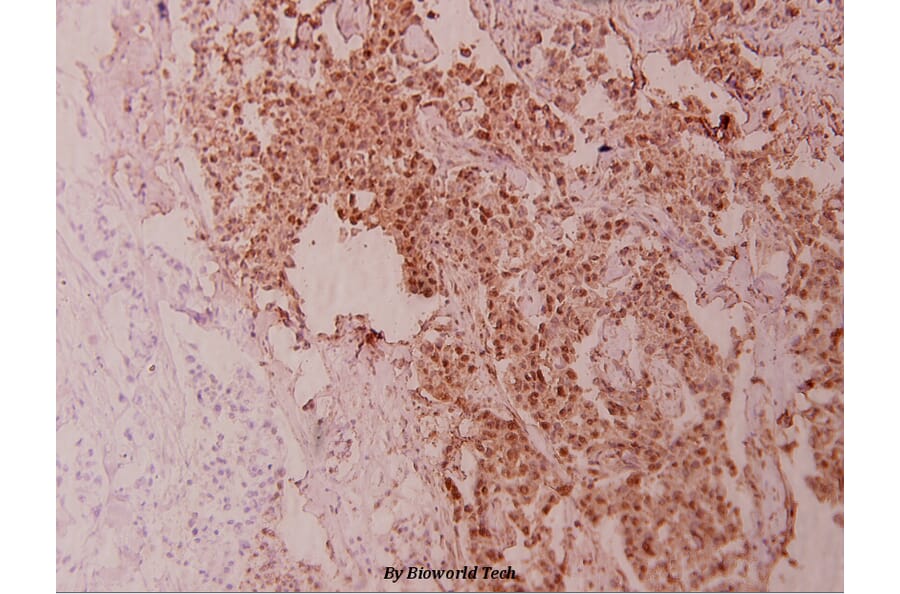 Anti-HSP90B (K248) Antibody from Bioworld Technology (BS1181) - Antibodies.com