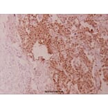 Anti-HSP90B (K248) Antibody from Bioworld Technology (BS1181) - Antibodies.com