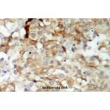 Anti-IGF-1R (G1155) Antibody from Bioworld Technology (BS1182) - Antibodies.com