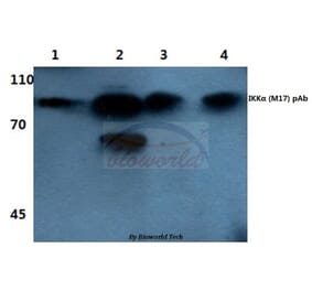 Anti-IKKα (M17) Antibody from Bioworld Technology (BS1184) - Antibodies.com