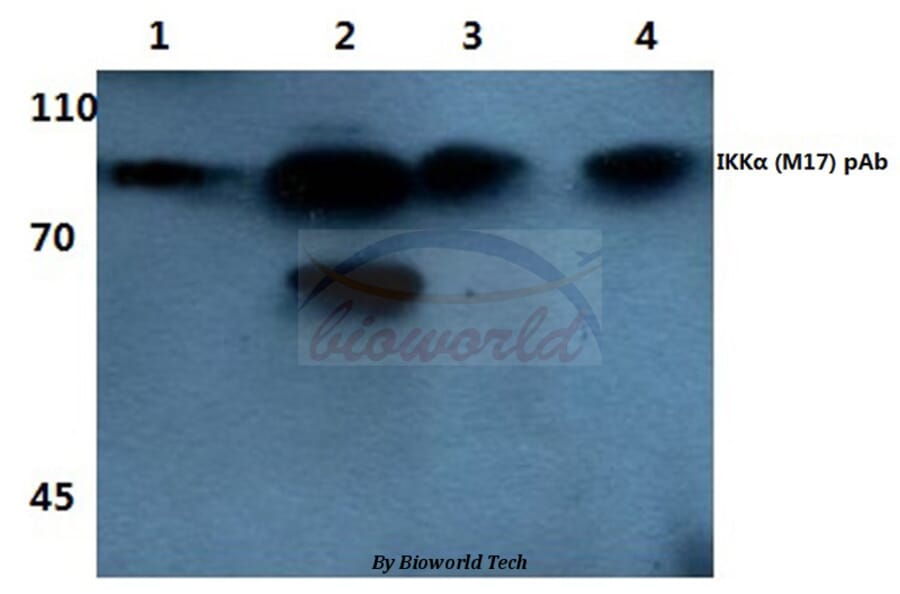 Anti-IKKα (M17) Antibody from Bioworld Technology (BS1184) - Antibodies.com