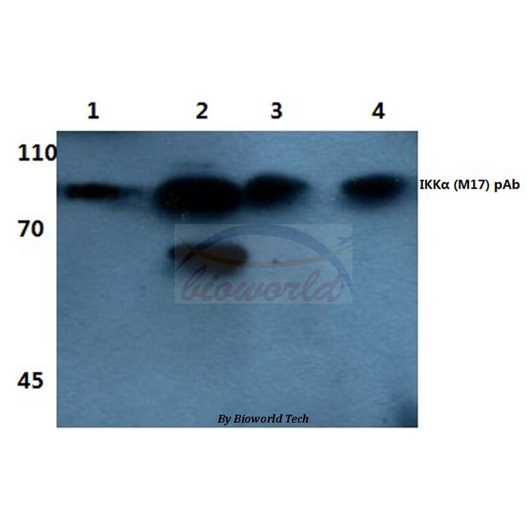 Anti-IKKα (M17) Antibody from Bioworld Technology (BS1184) - Antibodies.com