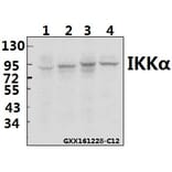 Anti-IKKα (M17) Antibody from Bioworld Technology (BS1184) - Antibodies.com