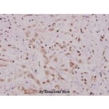 Anti-IKKα (M17) Antibody from Bioworld Technology (BS1184) - Antibodies.com