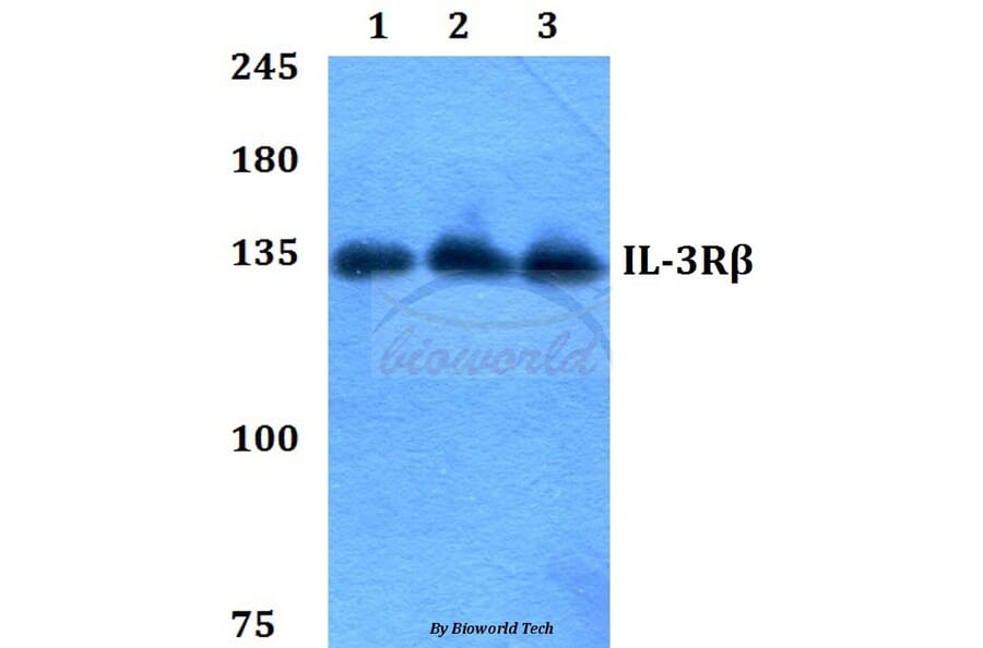Anti-IL-3Rβ (F587) Antibody from Bioworld Technology (BS1185) - Antibodies.com