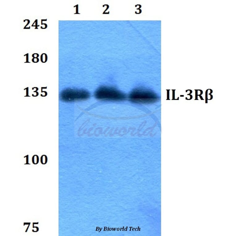 Anti-IL-3Rβ (F587) Antibody from Bioworld Technology (BS1185) - Antibodies.com