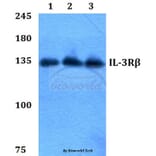 Anti-IL-3Rβ (F587) Antibody from Bioworld Technology (BS1185) - Antibodies.com