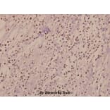 Anti-IL-3Rβ (F587) Antibody from Bioworld Technology (BS1185) - Antibodies.com