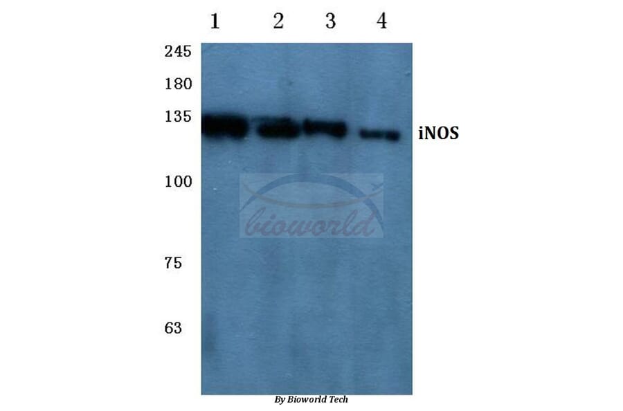 Anti-NOS2 (V1131) Antibody from Bioworld Technology (BS1186) - Antibodies.com