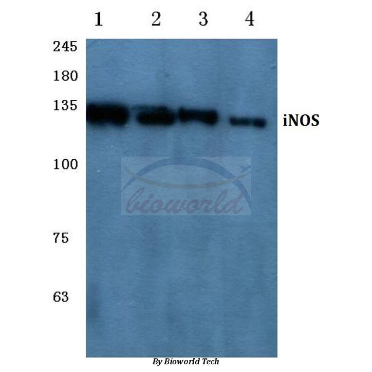 Anti-NOS2 (V1131) Antibody from Bioworld Technology (BS1186) - Antibodies.com