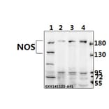 Anti-NOS2 (V1131) Antibody from Bioworld Technology (BS1186) - Antibodies.com