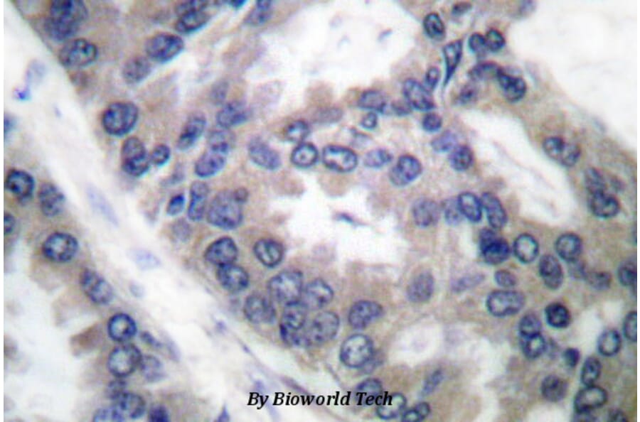 Anti-NOS2 (V1131) Antibody from Bioworld Technology (BS1186) - Antibodies.com