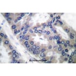 Anti-NOS2 (V1131) Antibody from Bioworld Technology (BS1186) - Antibodies.com