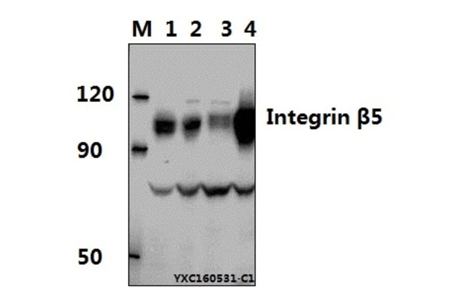 Anti-Integrin β5 (V746) Antibody from Bioworld Technology (BS1188) - Antibodies.com
