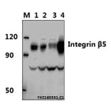 Anti-Integrin β5 (V746) Antibody from Bioworld Technology (BS1188) - Antibodies.com