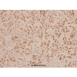 Anti-Involucrin (P568) Antibody from Bioworld Technology (BS1189) - Antibodies.com